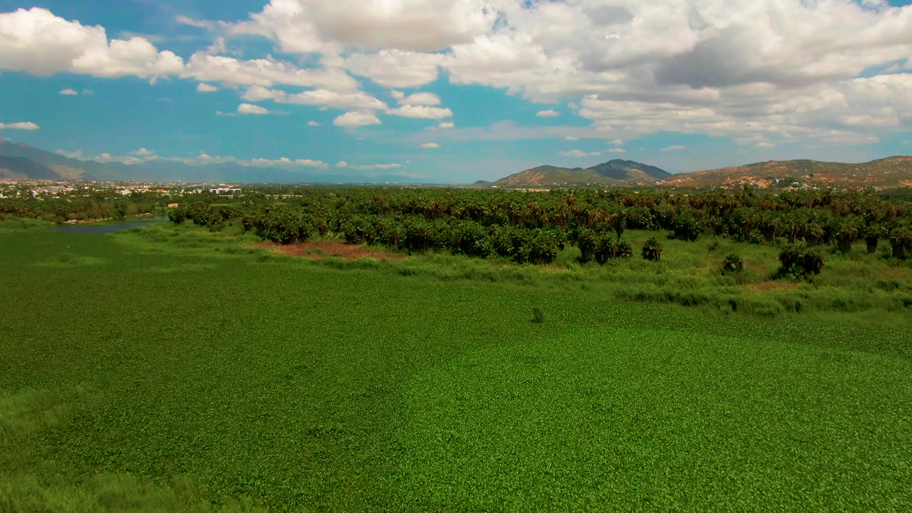 Aerial farmland view in San Jose del Cabo with a broad green foreground, trees across the midground, hills and small distant structures on the horizon, and no visible people.