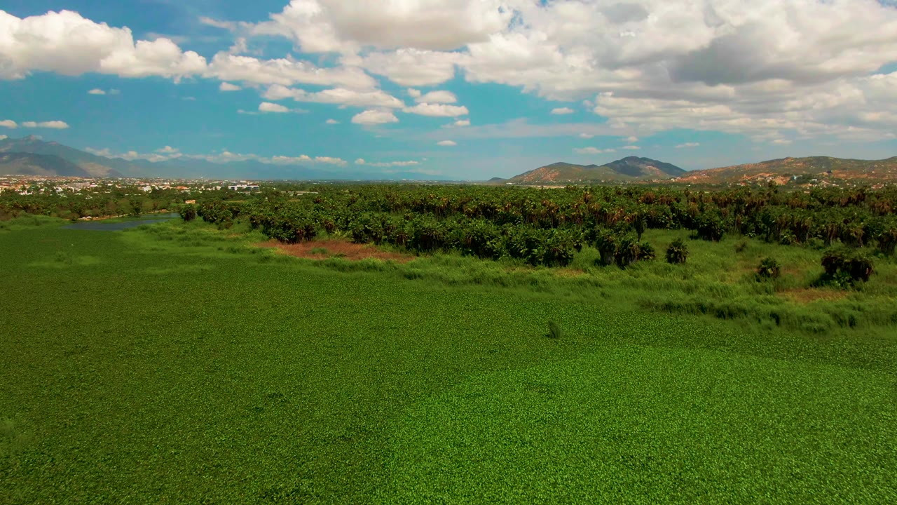Drone frame over rural San Jose del Cabo landscape, with green vegetation in the foreground, a continuous tree line, low hills, bright blue sky, and no visible people.