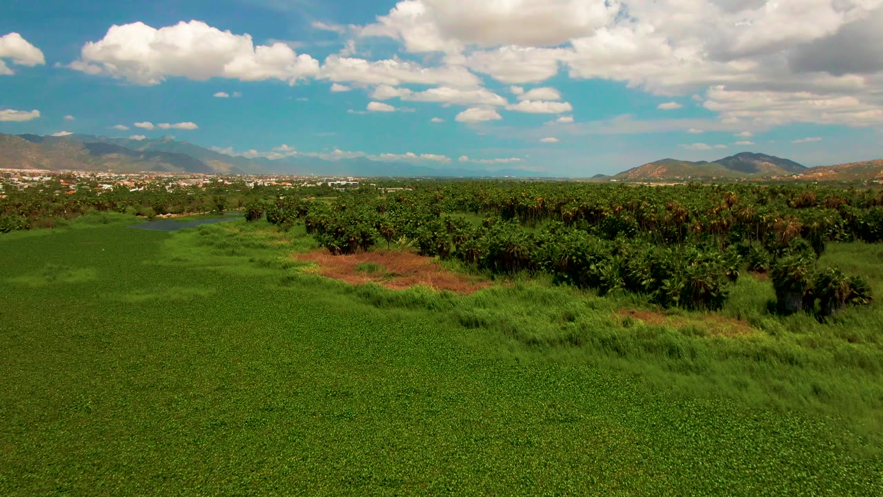 Aerial view in San Jose del Cabo with a broad green field in front, a dark tree line across the middle, mountains in the distance, and no visible people.