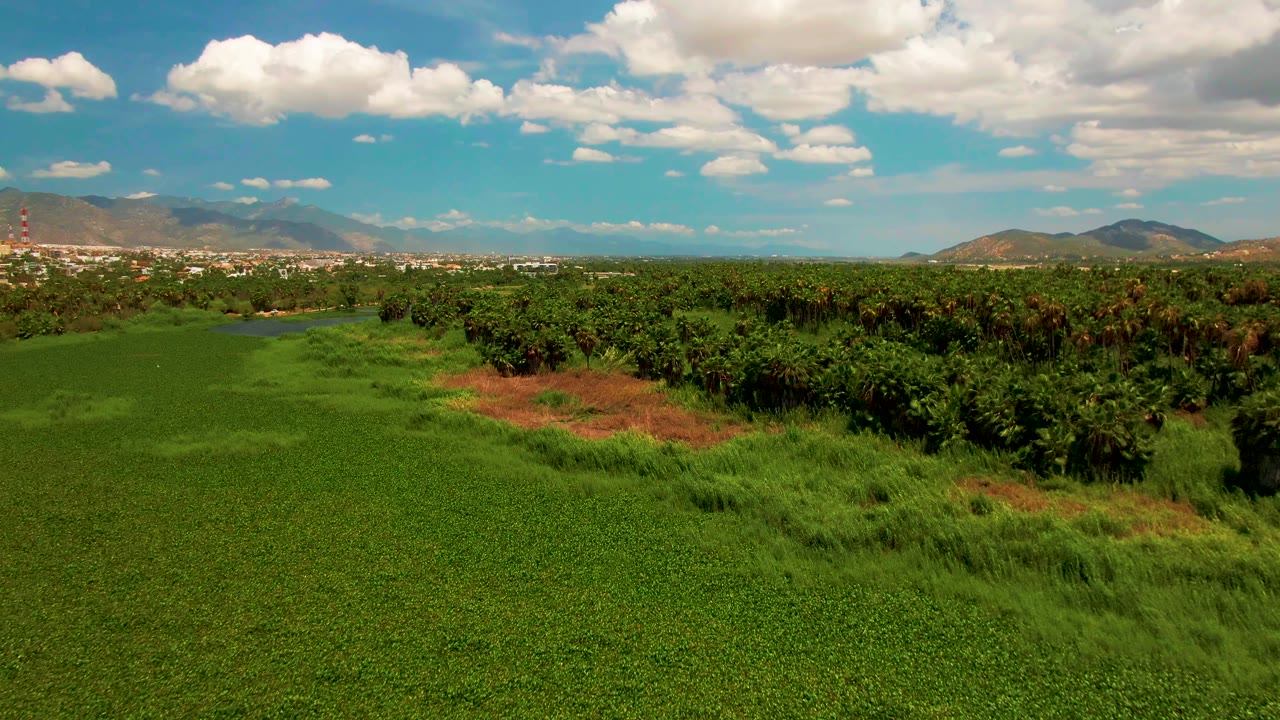 Aerial frame over green crop land in San Jose del Cabo, with a dense row of trees, distant urban edge, mountain ridge, white clouds, and no visible people.