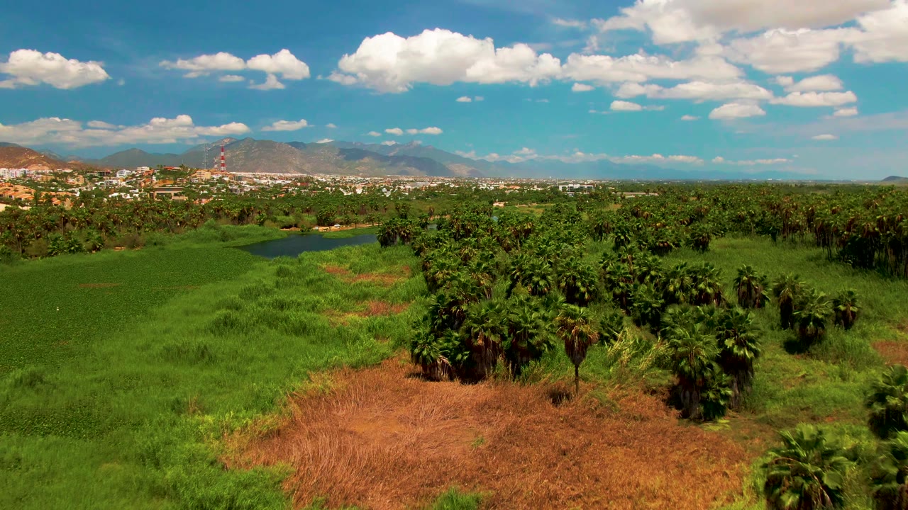 Drone view near San Jose del Cabo with dense palms on the right, open green fields on the left, brown earth in the lower frame, distant town, mountains, and no visible people.
