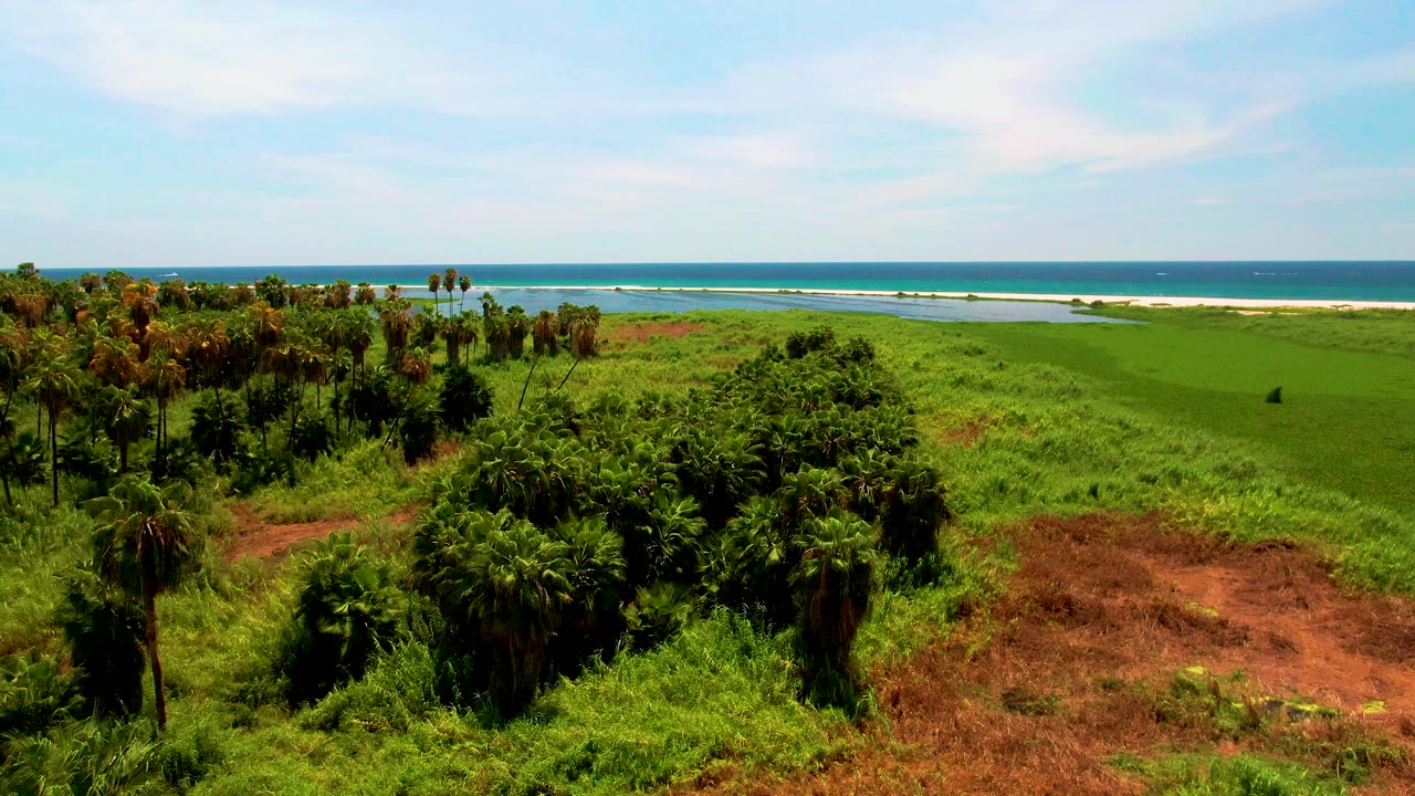 San Jose del Cabo aerial frame with palm clusters on the left, thick green vegetation across the foreground, pale shoreline, blue ocean, and no visible people.
