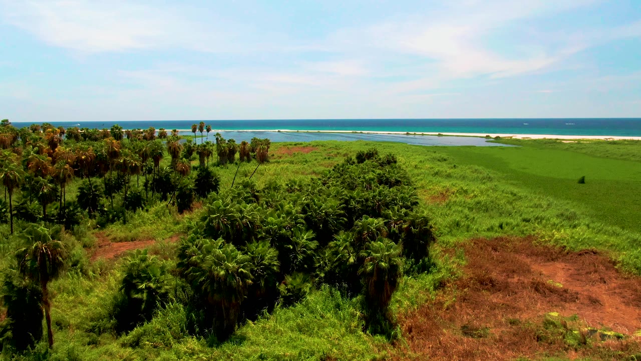 A later San Jose del Cabo frame shows the drone view slightly farther along the vegetation, with palm tops, red soil patches, distant shoreline, ocean, and no visible people.
