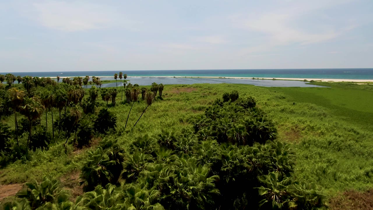 Opening aerial frame over green coastal vegetation and palm clusters in San Jose del Cabo, Mexico, with lagoon water, a pale beach strip, distant ocean waves, and no visible people.