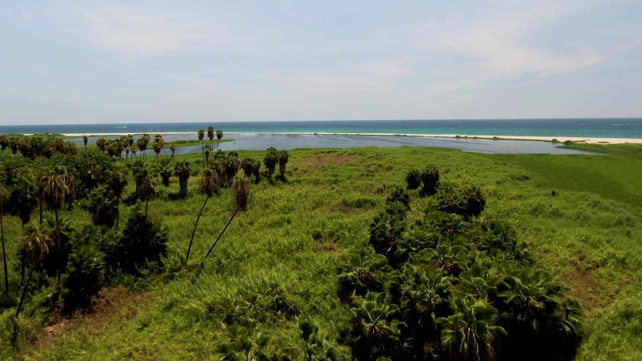 Mid-early frame holds on a wide green coastal plain in San Jose del Cabo, Mexico, where palms and darker shrubs sit before water channels, beach, ocean, and no visible people.