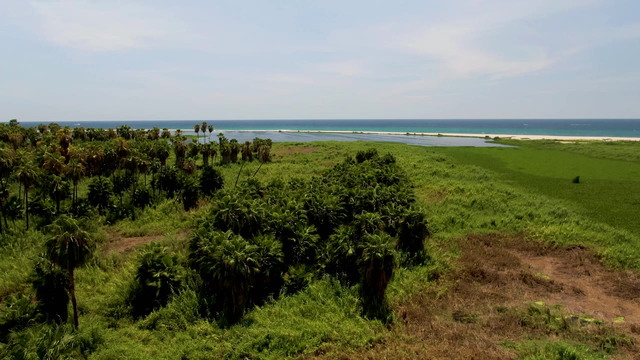 Aerial view in San Jose Del Cabo showing palm trees and dense green coastal grass leading to a blue ocean horizon, with no visible people.