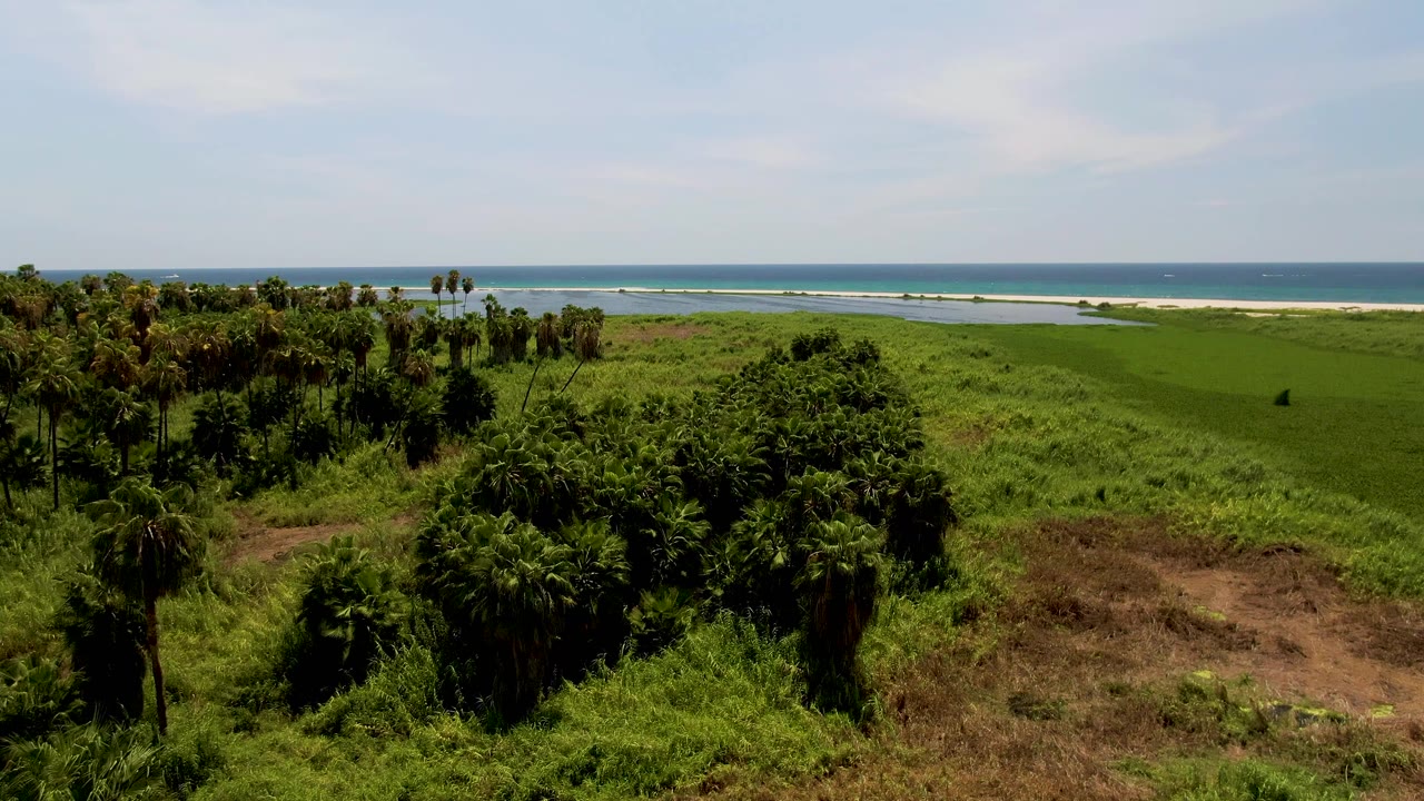 Aerial frame in San Jose Del Cabo with a palm canopy at left, broad green grassland across the center, ocean and pale surf in back, and no visible people.