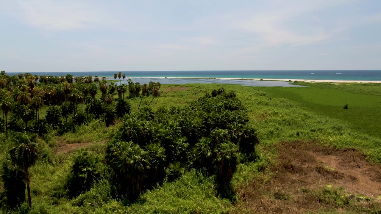 Aerial view in San Jose Del Cabo with clustered palms in the foreground, a wide green shoreline, blue ocean, light surf, hazy sky, and no visible people.