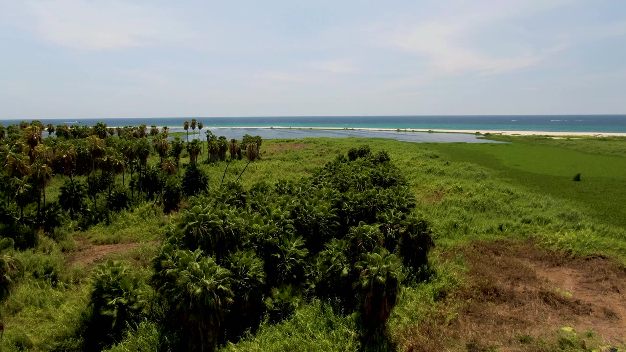 Palm trees in foreground with grassy coast and ocean beyond.