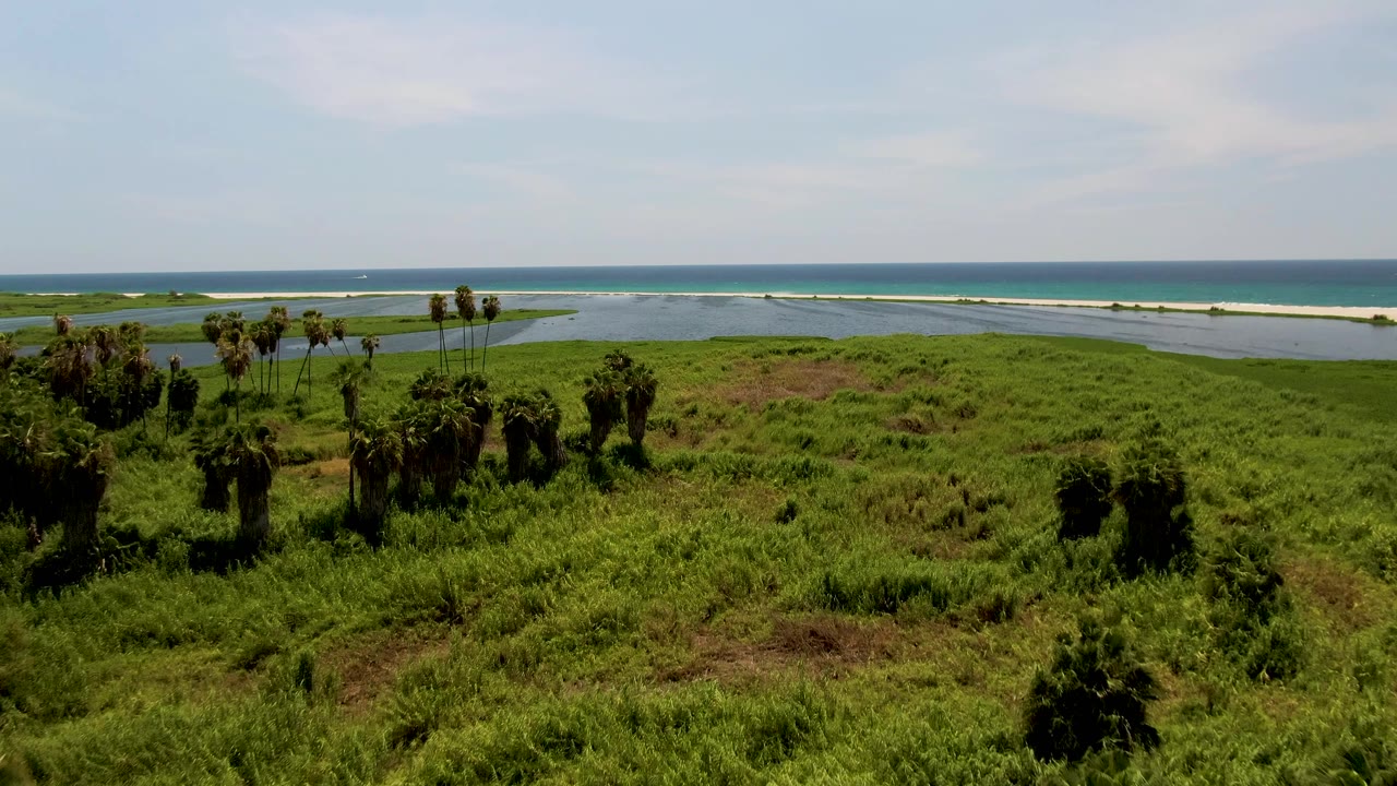 Aerial view of green coastal grassland, palms, lagoon water, beach, and ocean