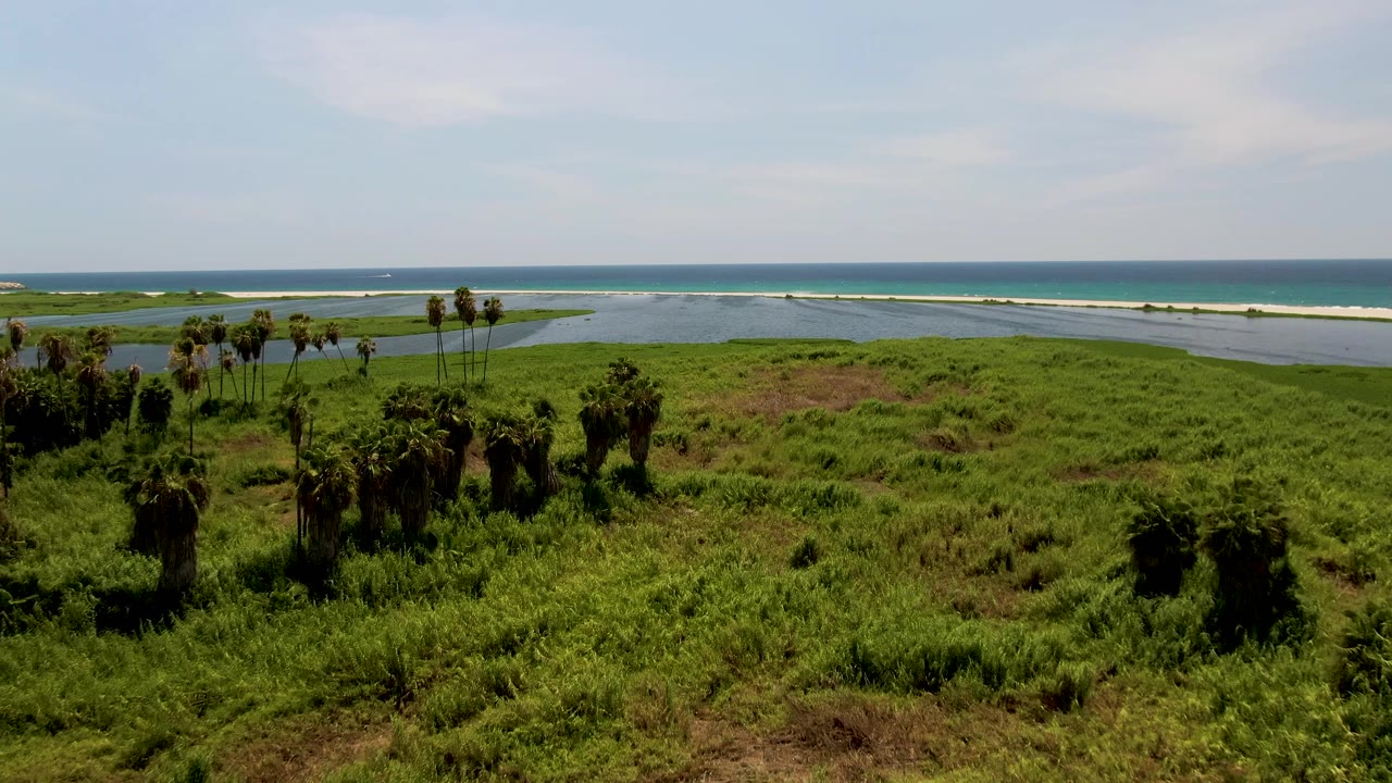 Wide San Jose del Cabo aerial frame with palm clusters rising from green vegetation, a shallow lagoon behind the grass, a pale sand strip, blue ocean, and no visible people.