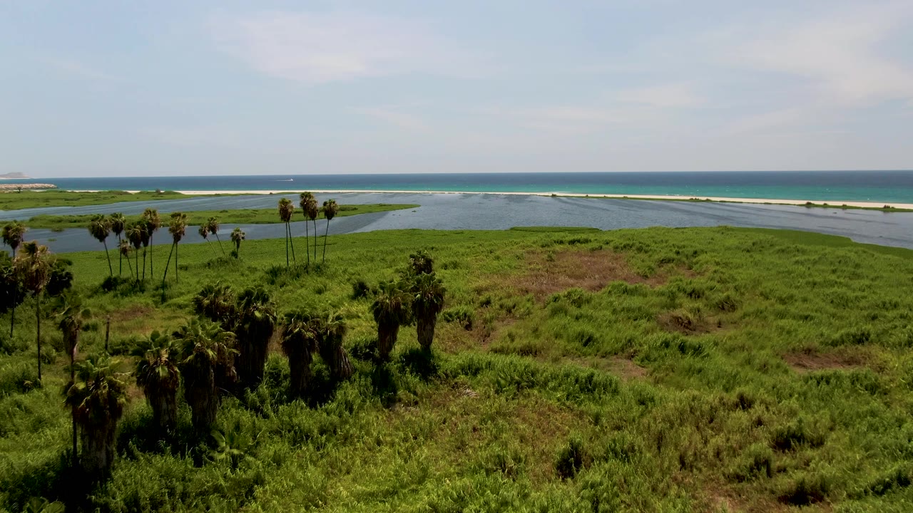 Aerial shoreline view in San Jose del Cabo with a palm group on the left, open green marsh grass across the foreground, lagoon water in the midground, blue ocean behind it, and no visible people.