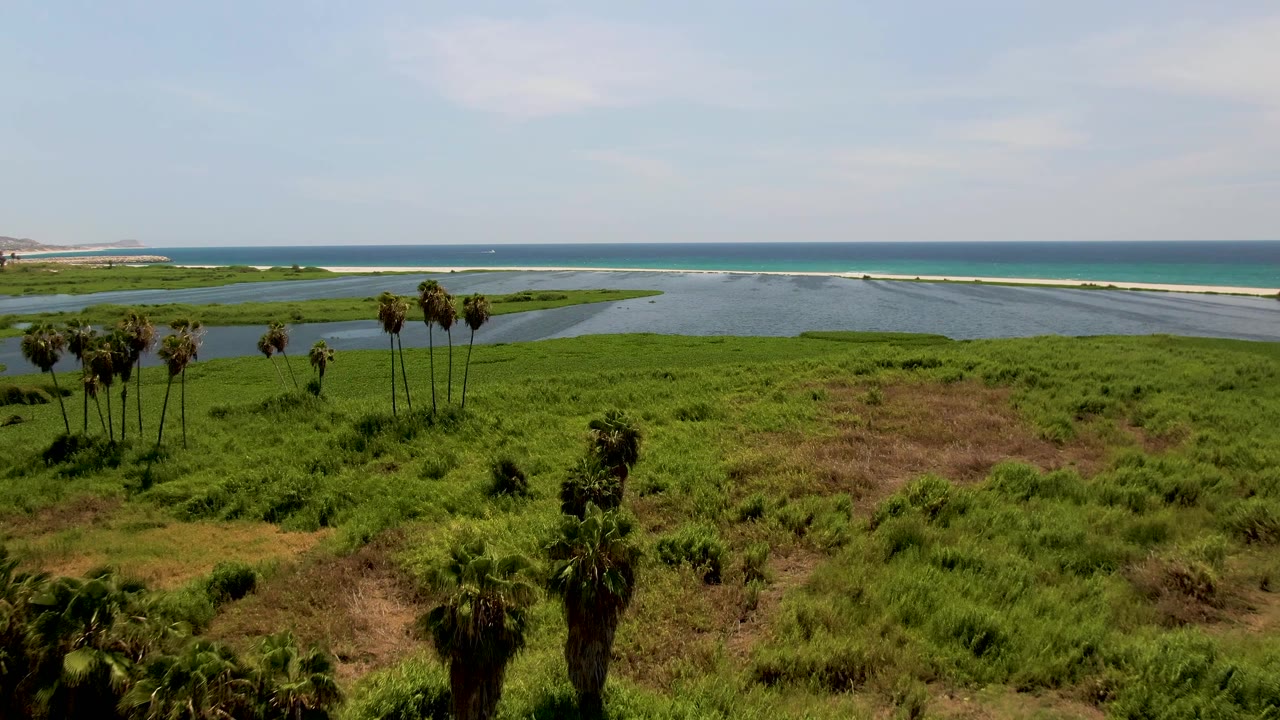 Opening aerial frame over San Jose del Cabo coastal grassland with a palm cluster at left, lagoon water beyond, ocean on the horizon, and no visible people.