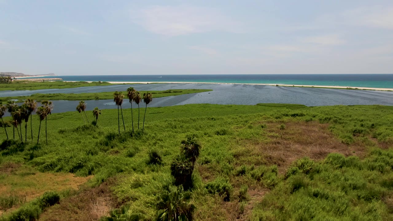 Early pan frame in San Jose del Cabo with palm trees closer to center-left, green marsh filling the foreground, lagoon channels behind them, and no visible people.