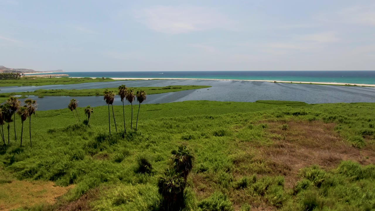 Mid-pan aerial frame over San Jose del Cabo grassland where the palm cluster sits near the center, with a broad lagoon and blue ocean behind it and no visible people.