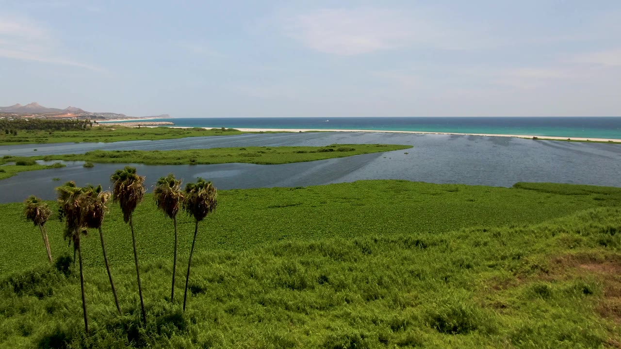 Aerial view of palm trees, green wetland, water channels, and ocean horizon.