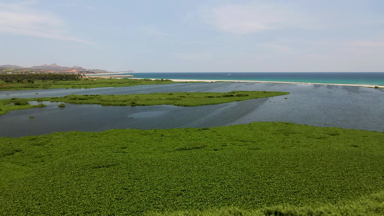 Wide San Jose del Cabo wetland view with the palm trees mostly out of frame, green vegetation across the foreground, blue-gray waterways through the middle, ocean and low hills in the distance, and no visible people.