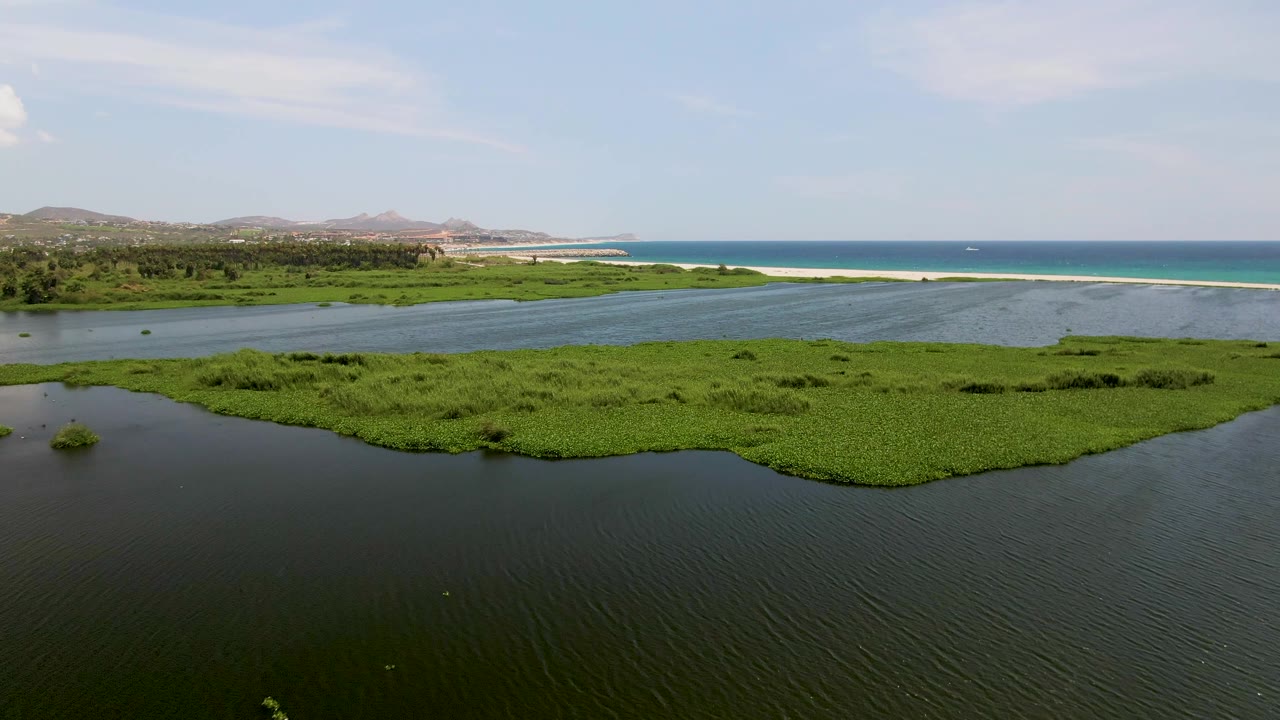 Aerial view of green water plants in a coastal lagoon with beach and ocean beyond.