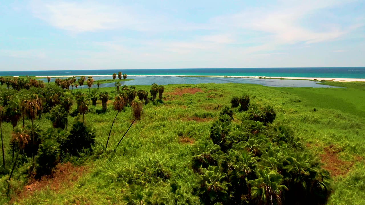 Wide aerial view in San Jose del Cabo showing dense green grassland with scattered palm trees, lagoon water, white surf, blue ocean, and no visible people.