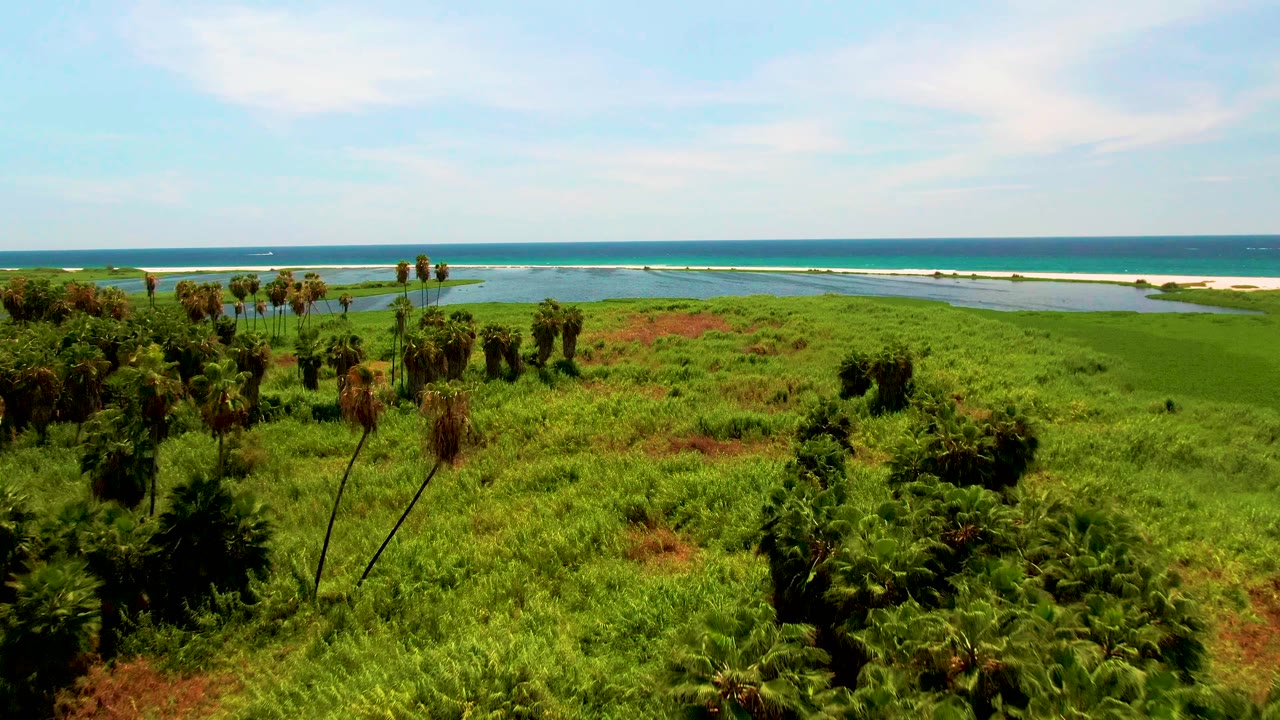 Aerial frame in San Jose del Cabo with palm clusters rising from bright coastal vegetation, shallow water behind the grass, ocean surf beyond, and no visible people.