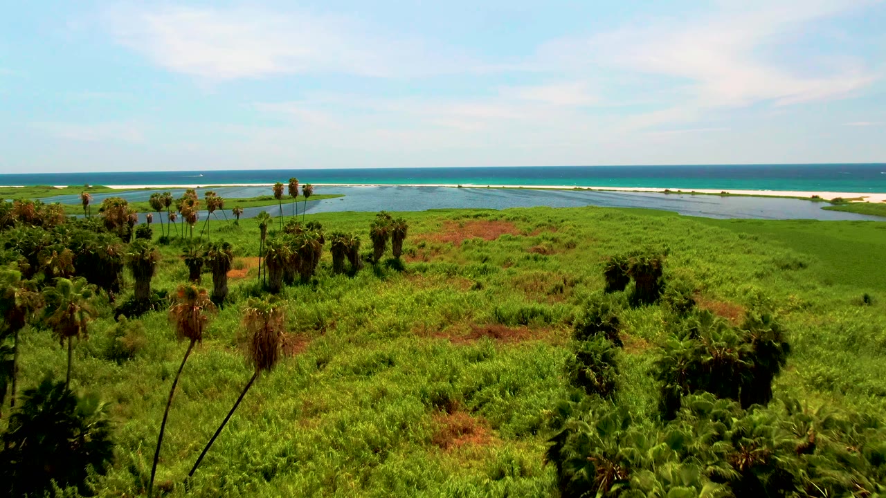 High drone view in San Jose del Cabo showing tall palms in coastal marsh grass, reddish vegetation patches, a bright waterway, surf, ocean horizon, and no visible people.