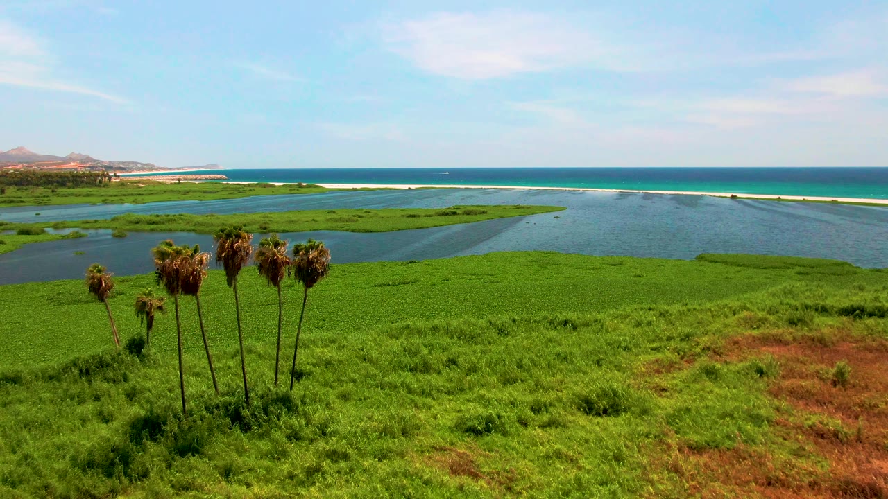 Palm cluster in coastal wetland with lagoon, sandbar, ocean, and distant land.