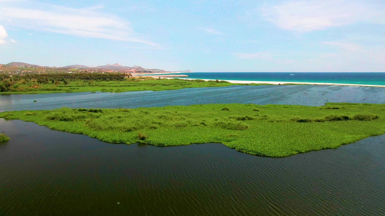 Drone view across green aquatic vegetation toward lagoon water and ocean.