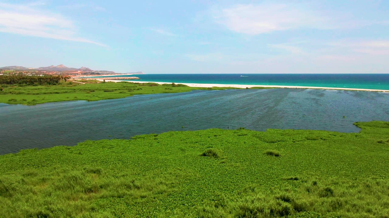Blue-green estuary water beside dense green coastal vegetation.