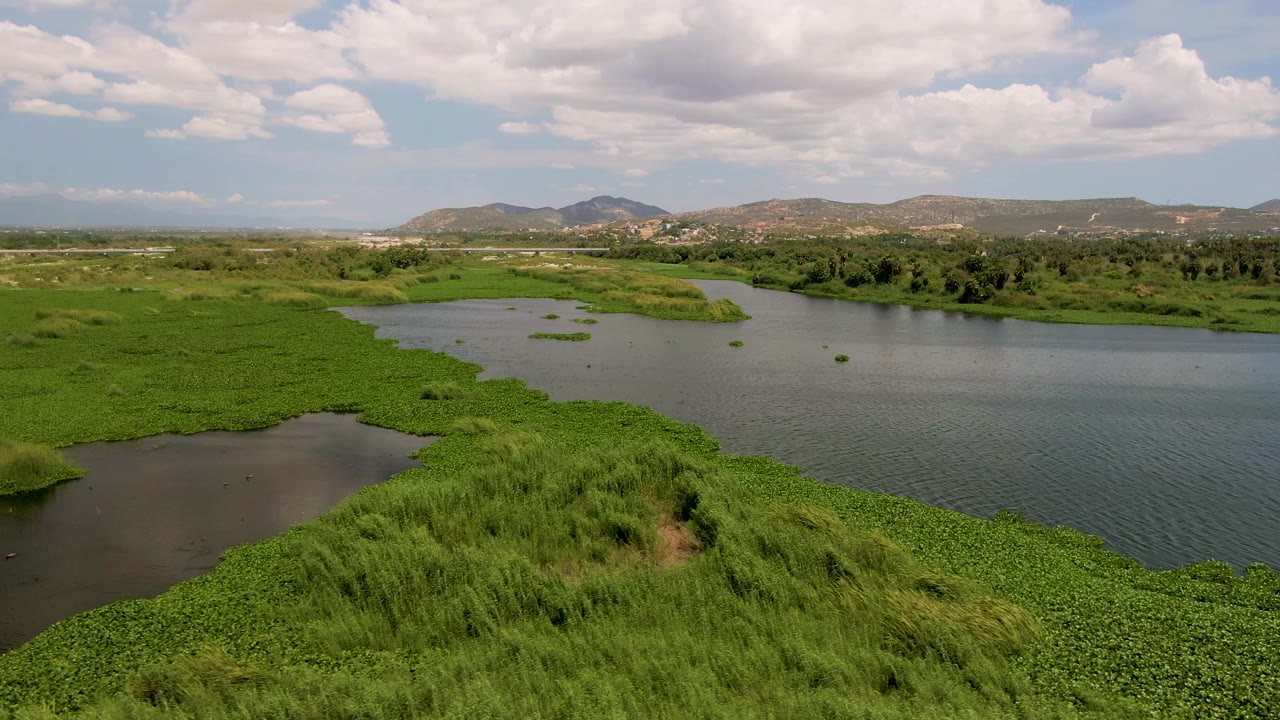 Drone view over green wetland plants beside dark and blue water.