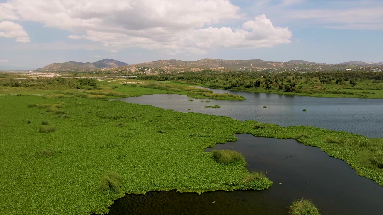 High wide view in San Jose del Cabo, Mexico, with floating green vegetation in the foreground, a broad river channel through the middle, low hills, and no visible people.