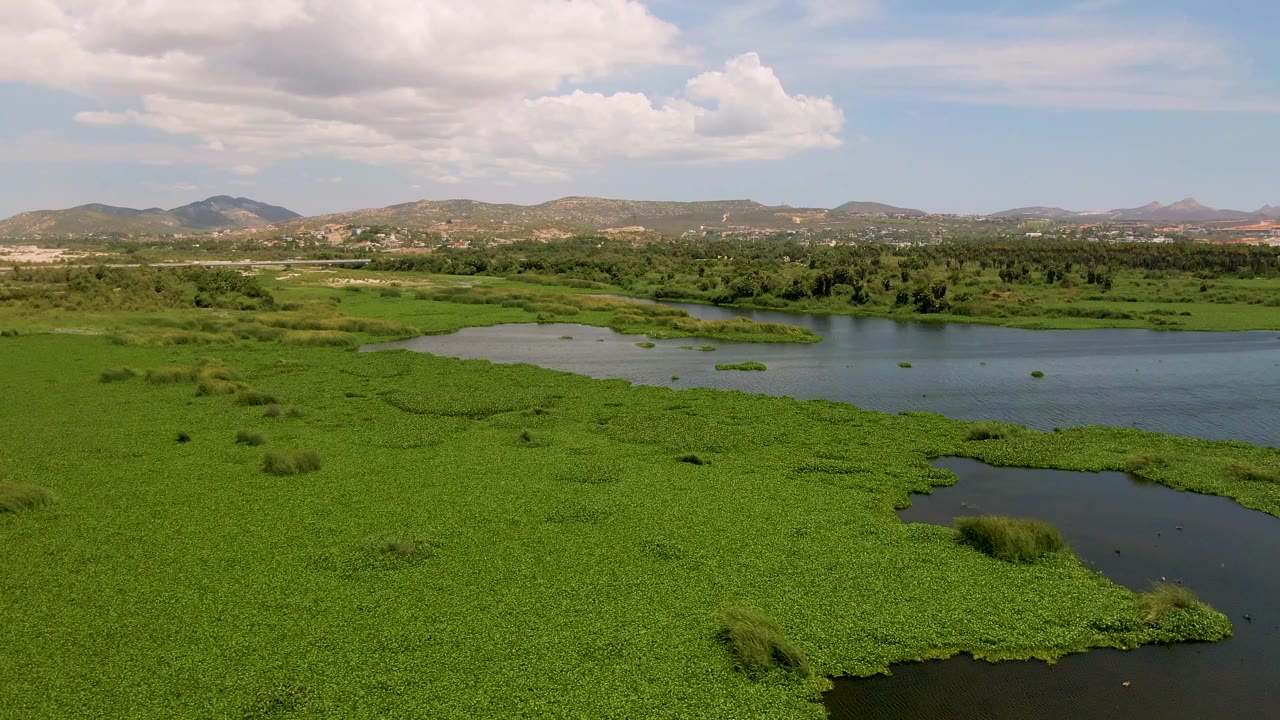 Aerial frame from San Jose Del Cabo, Mexico, showing dense green water hyacinth across the foreground river, dark water channels, distant hills, scattered clouds, and no visible people.
