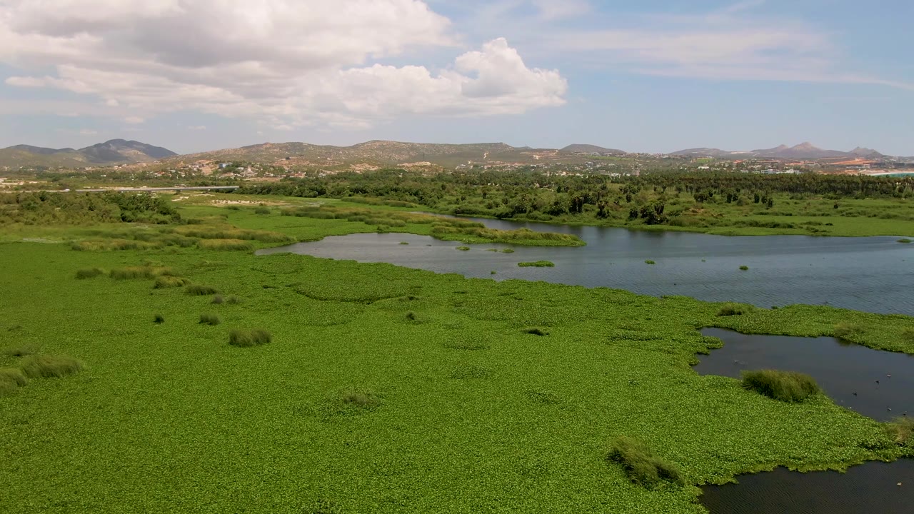 Drone-style frame from San Jose Del Cabo, Mexico, showing a bright green plant mat in the foreground, open river water to the right, low hills across the horizon, cloud cover, and no visible people.