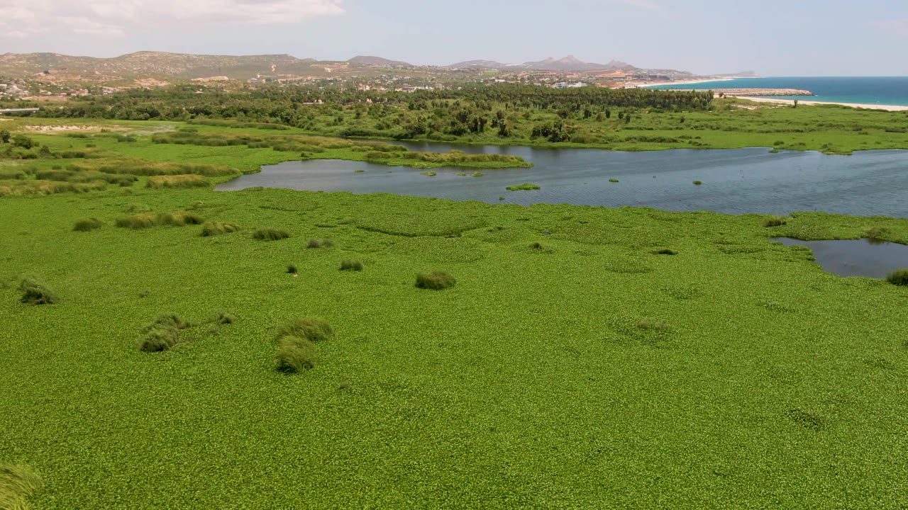 Aerial view of green coastal wetland, waterways, hills, and ocean