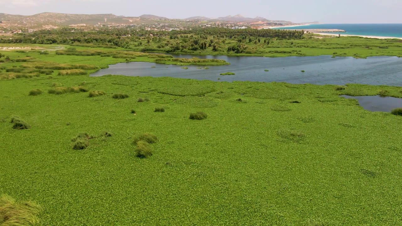 Wide drone frame in San Jose del Cabo showing dense green marsh plants in front, blue water channels through the center, coastline and low hills beyond, and no visible people.