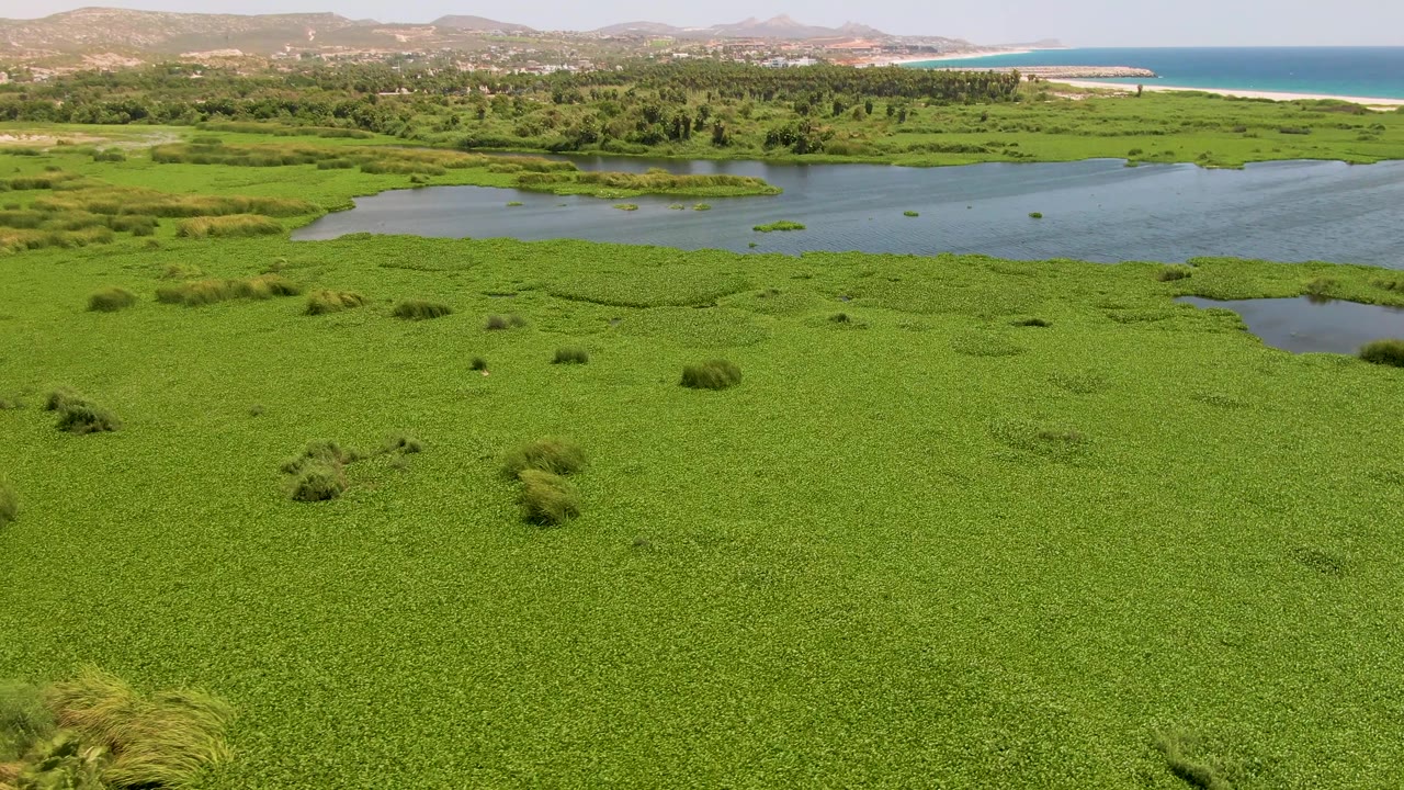 Aerial frame from San Jose del Cabo with broad green marsh cover, irregular water openings, a thin ocean shoreline on the right, distant hills, and no visible people.
