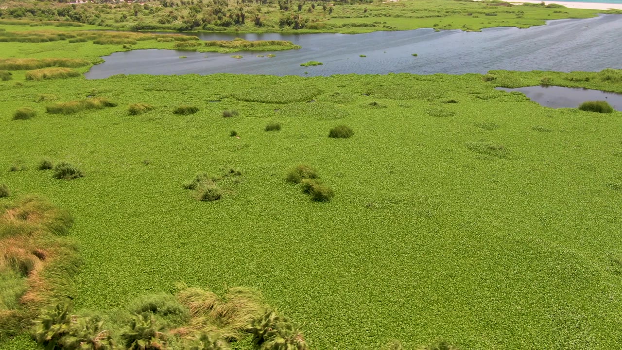 Aerial view of green water hyacinth covering a wetland beside open water.