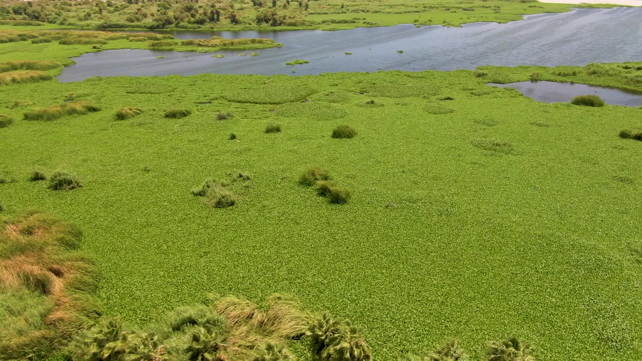 Drone view in San Jose del Cabo, Mexico, looking over a continuous mat of water hyacinth with gray-blue water channels beyond it and no visible people.