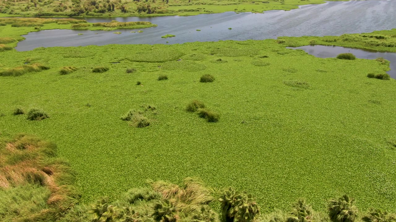 Wide aerial frame in San Jose del Cabo, Mexico, showing green aquatic vegetation, scattered reed clumps, open water along the top edge, and no visible people.