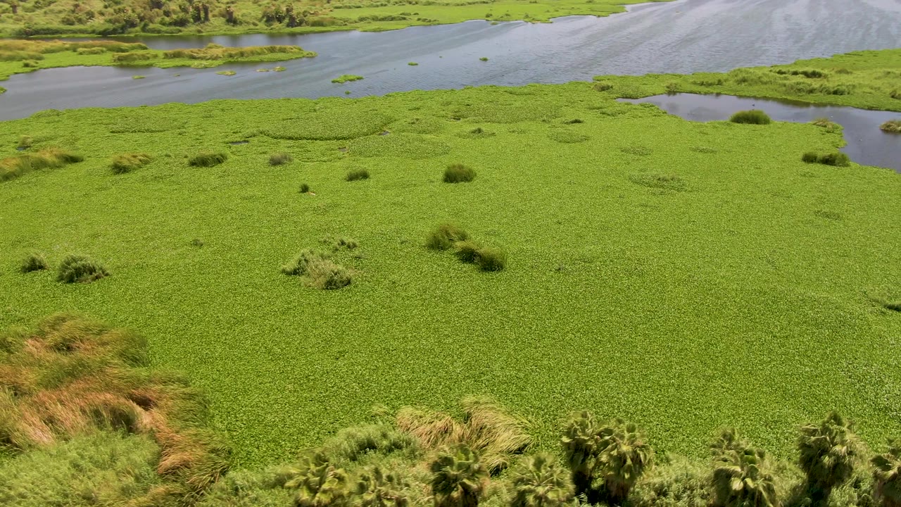 Aerial view in San Jose del Cabo, Mexico, with floating green plants spread across the frame, tan reeds at the lower edge, open water behind, and no visible people.