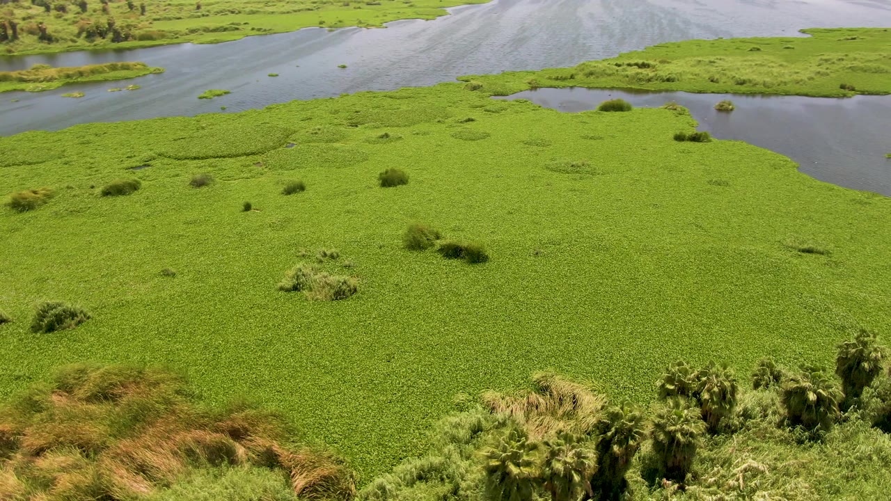 Aerial view of green water plants, water channels, and distant coastline.