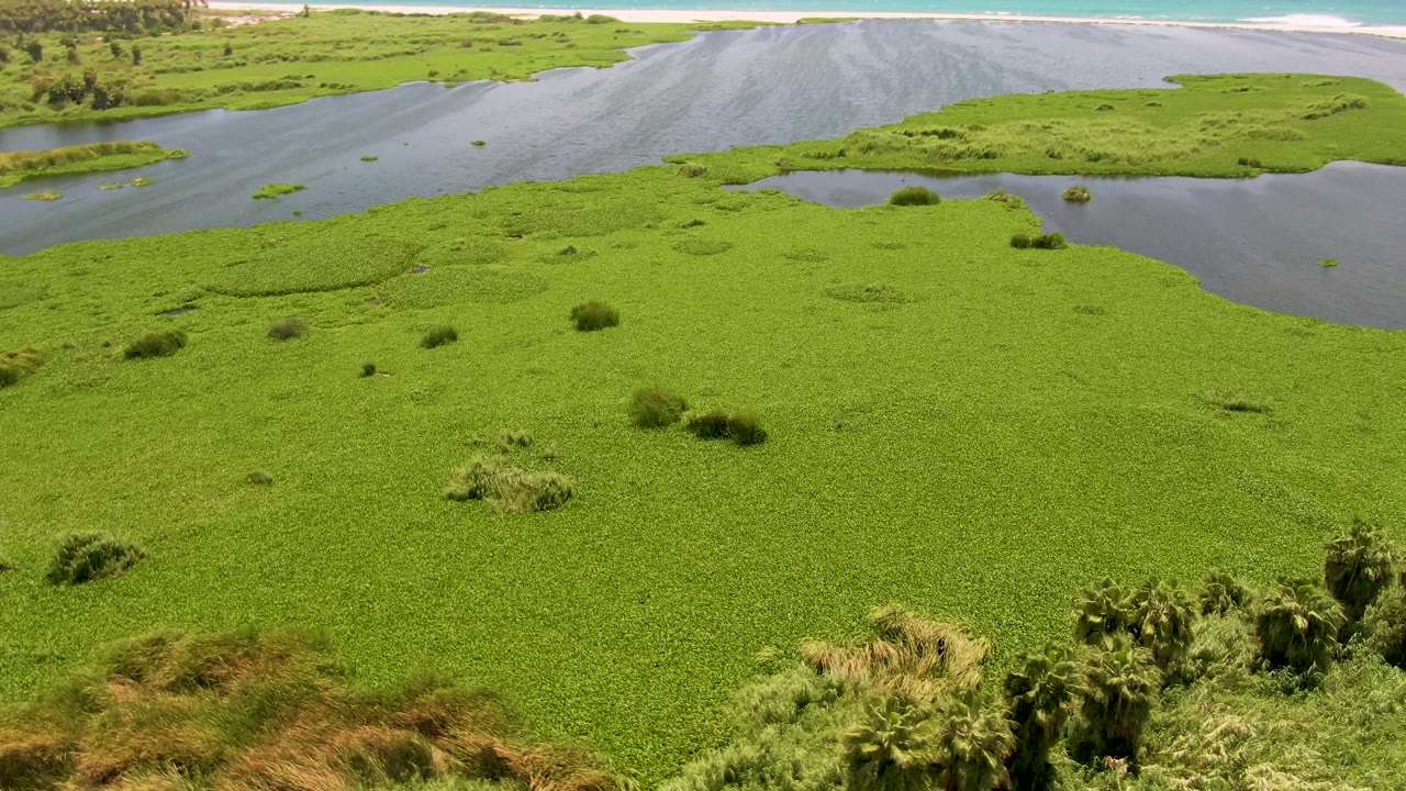 Aerial view in San Jose del Cabo showing a larger central water channel, bright green hyacinth patches, low shoreline, blue ocean band, and no visible people.