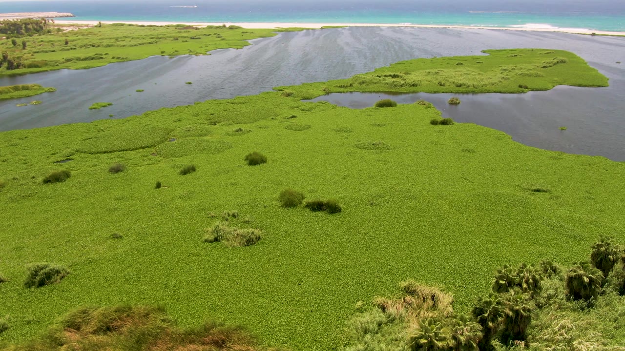 Aerial frame from San Jose del Cabo with thick green water hyacinth in front, calm gray-blue water in the midground, a pale beach edge, blue ocean, and no visible people.