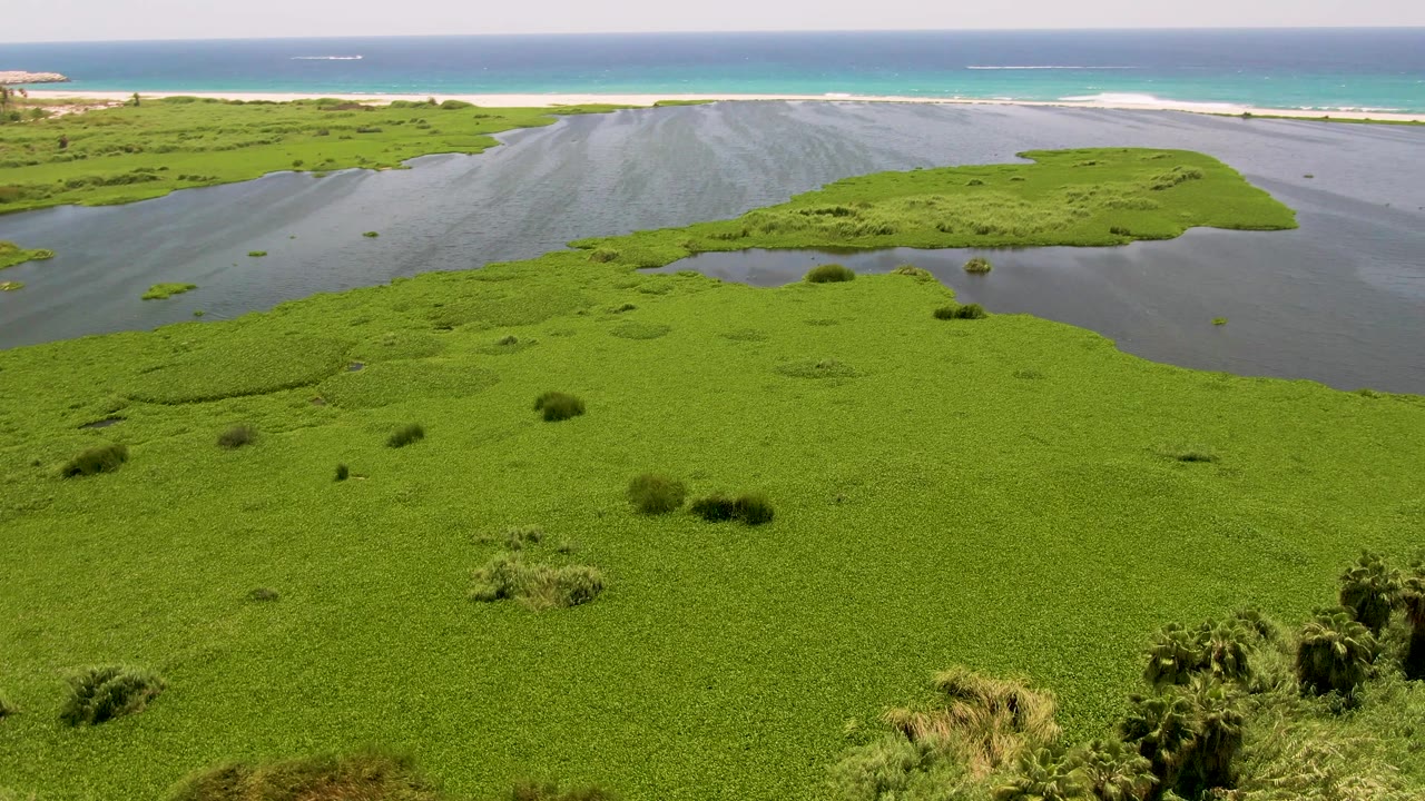 San Jose del Cabo aerial still showing a broad water channel cutting between green hyacinth mats, with turquoise ocean, pale surf, foreground vegetation, and no visible people.