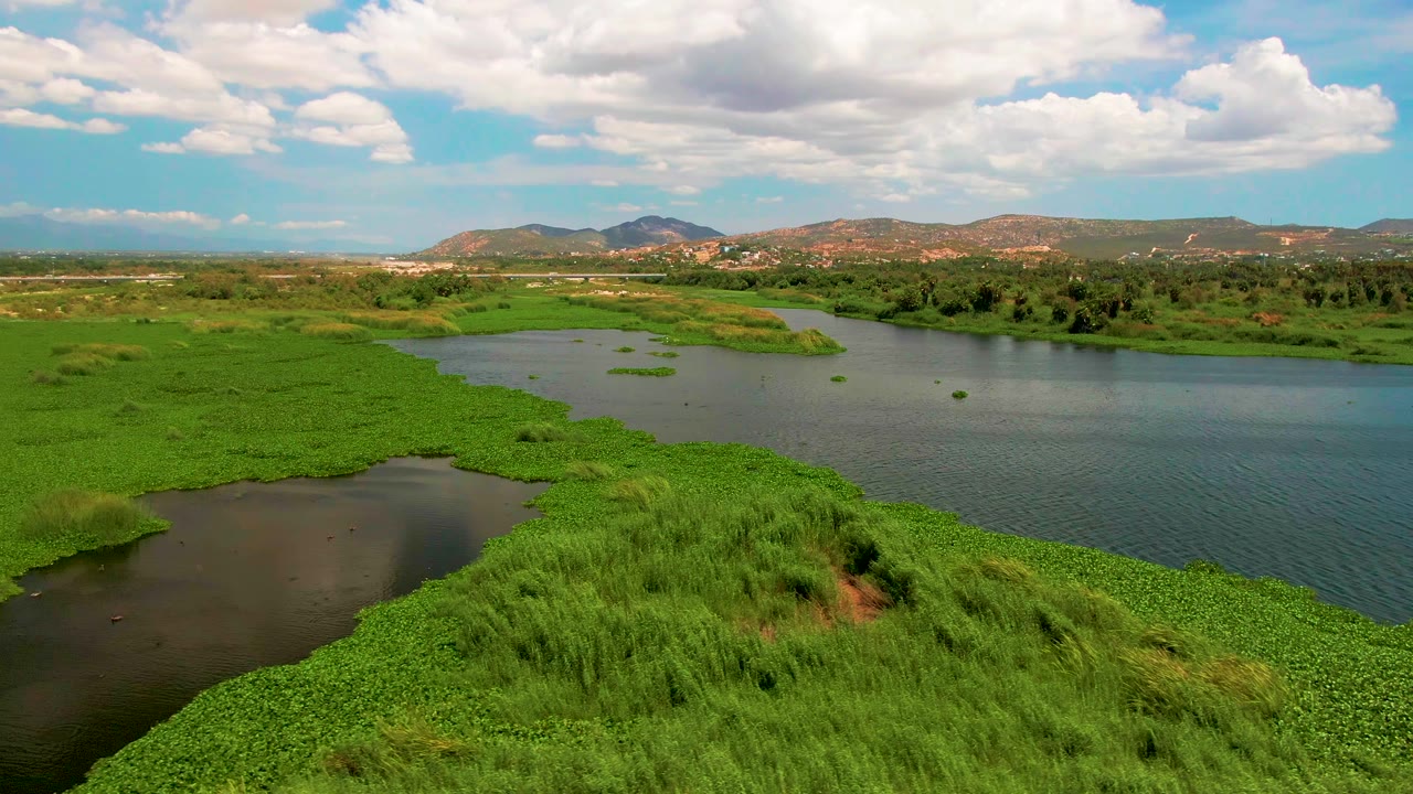 Aerial view of green aquatic plants around dark river water under a cloudy sky.