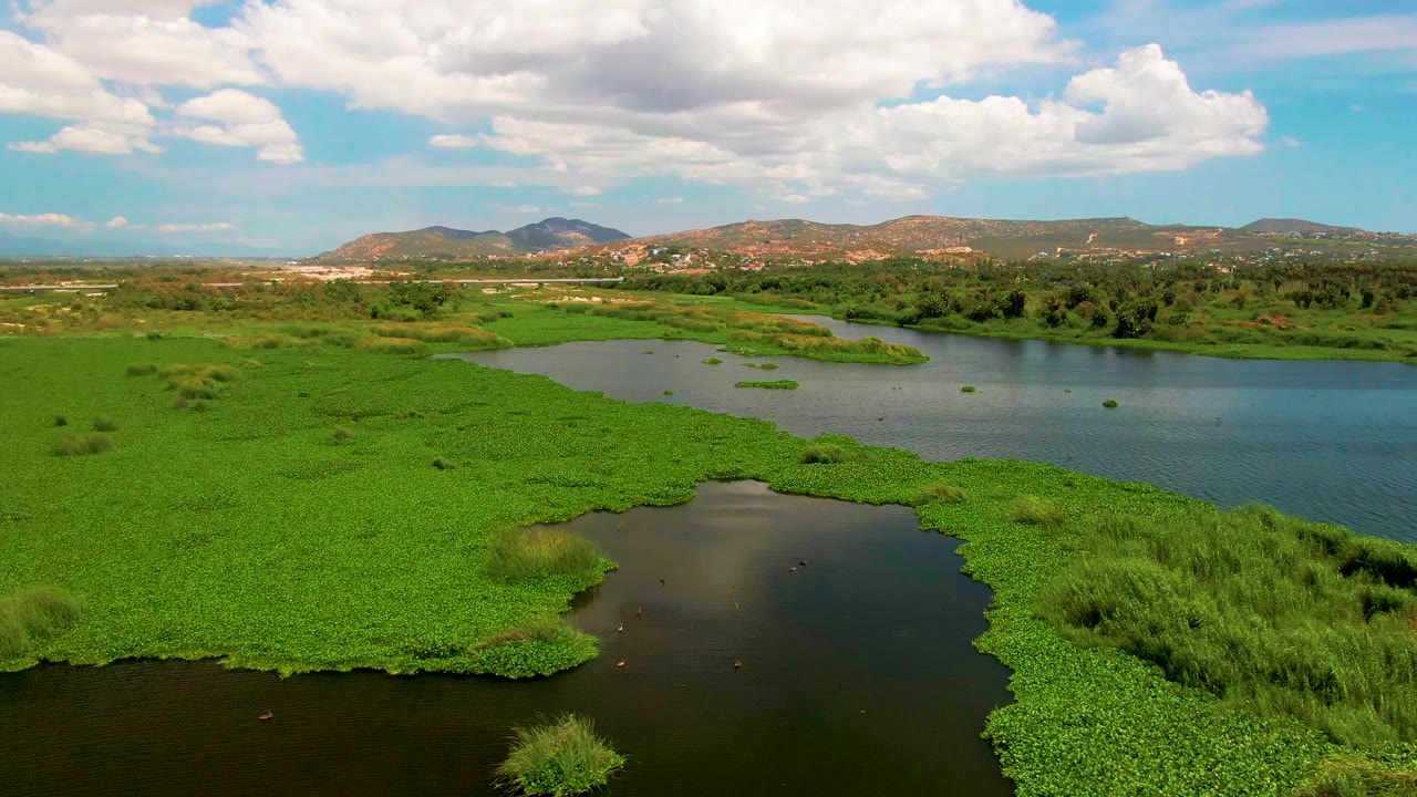 Aerial view over a San Jose Del Cabo river where dense green floating vegetation surrounds dark water channels under a partly cloudy sky, with no visible people.
