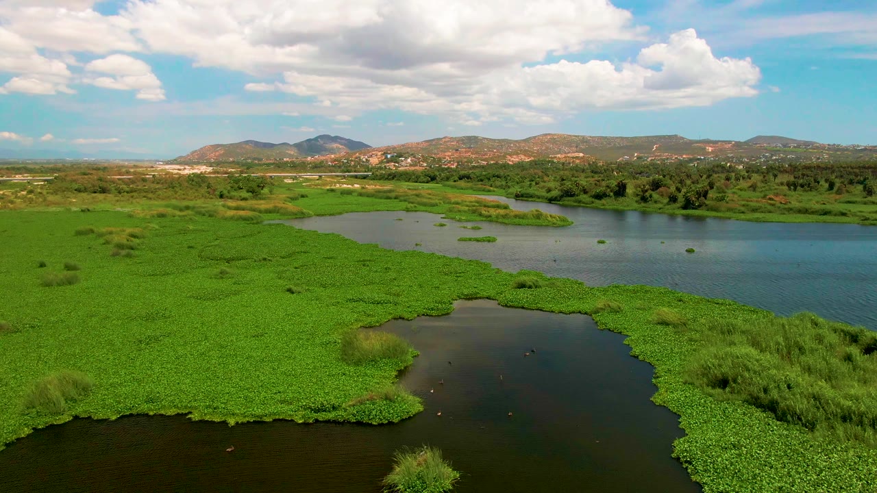 Wide aerial frame in San Jose Del Cabo with bright green floating plants across the foreground, blue river water to the right, distant hills, and no visible people.