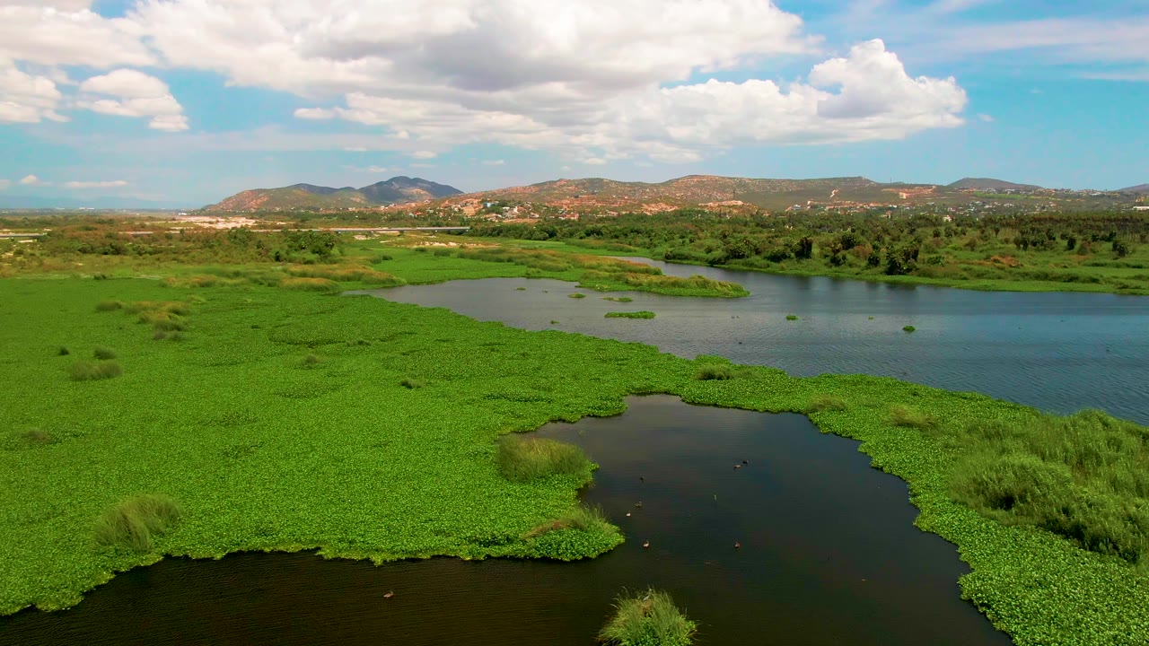 A San Jose Del Cabo river bend is bordered by dense floating aquatic vegetation, with a narrow dark pool in front, low hills beyond, and no visible people.