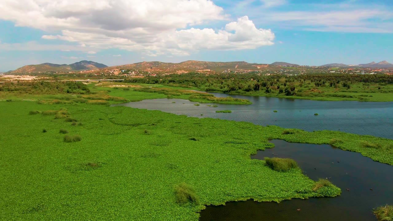 Aerial view of a San Jose Del Cabo wetland with dense green floating plants in the foreground, dark water channels, distant hills, partly cloudy sky, and no visible people.