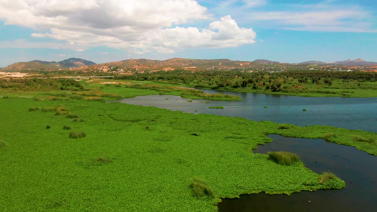 A second aerial frame from San Jose Del Cabo shows thick floating vegetation around dark water, with the horizon line of low hills and no visible people.
