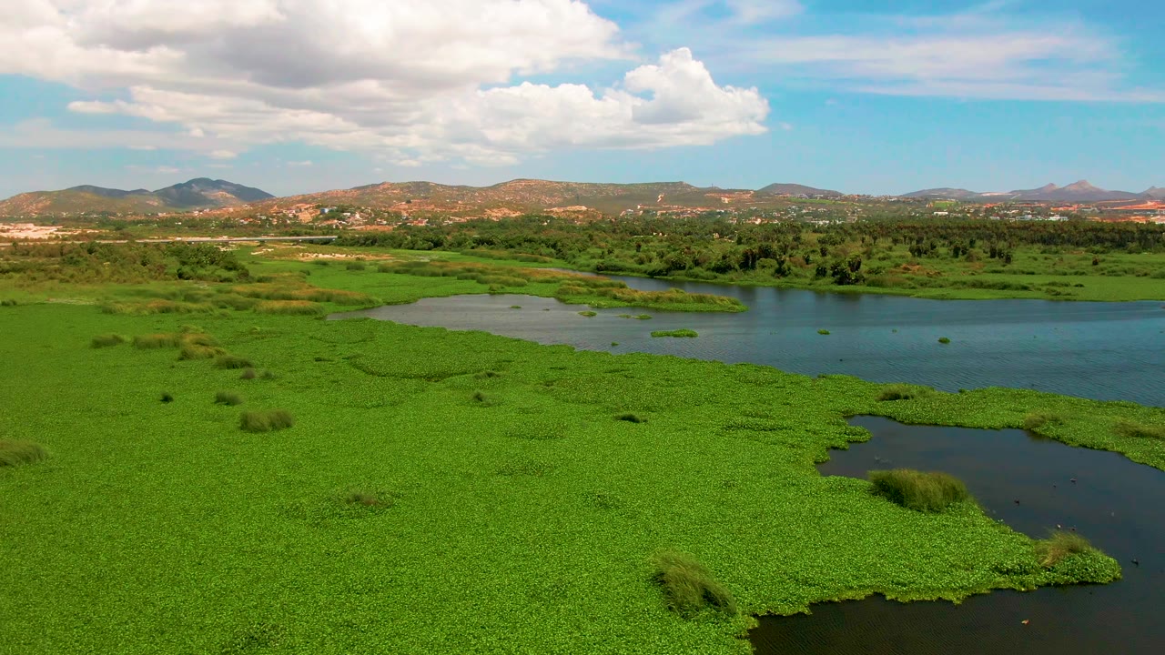 Wide aerial view in San Jose Del Cabo with bright green wetland vegetation covering much of the water, blue open water at right, distant hills, clouds, and no visible people.